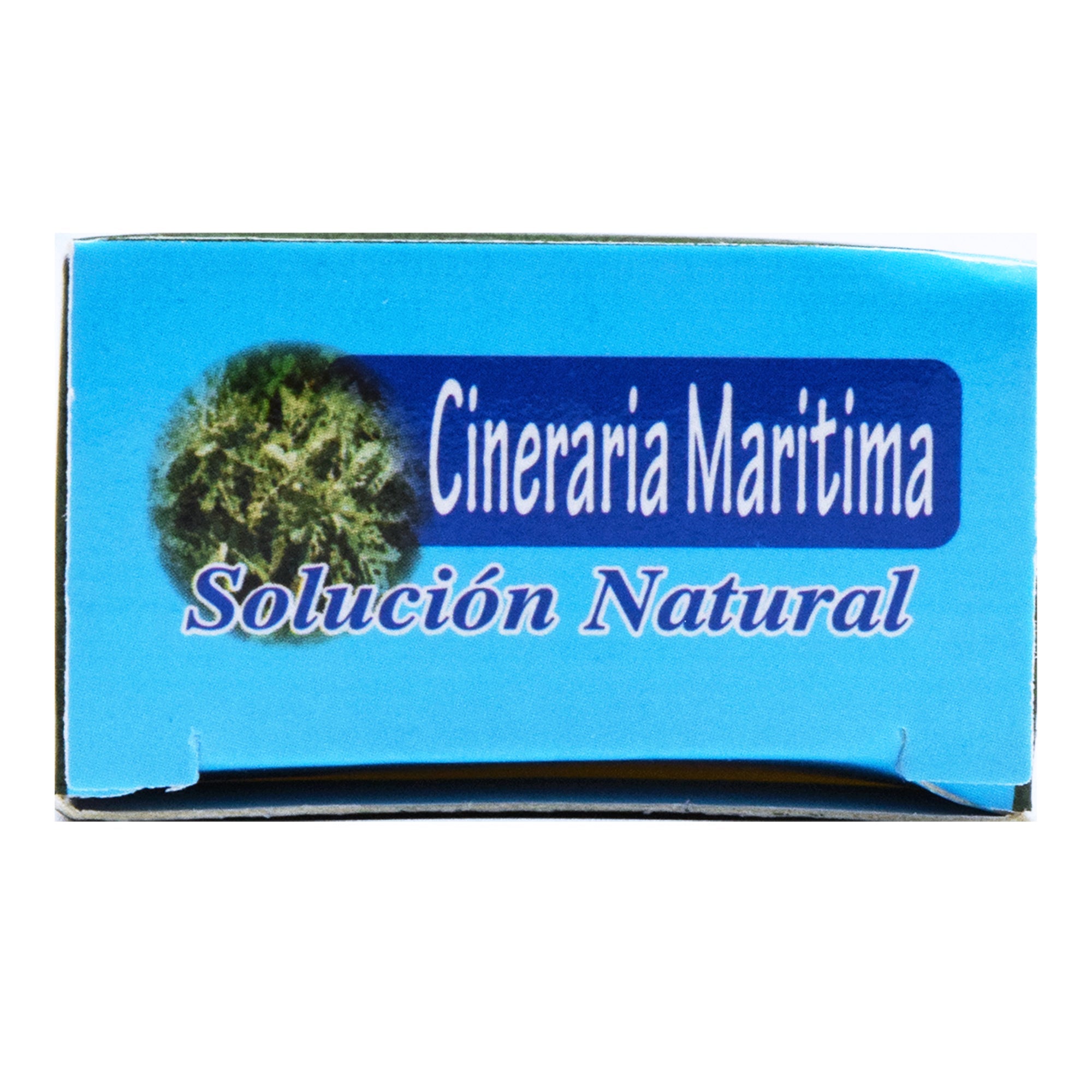 Cineraria Maritima 40 Ml